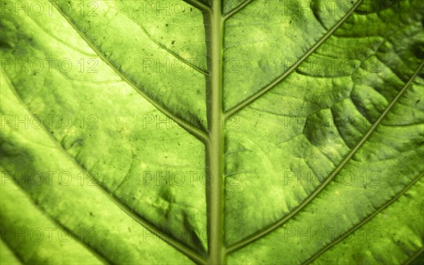 Beautiful green leaf macro graphy