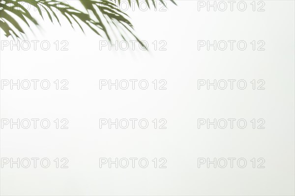 Green leaves corner white background