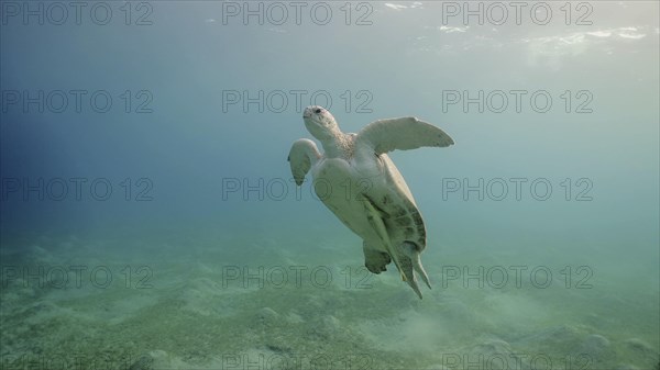 Great Green Sea Turtle