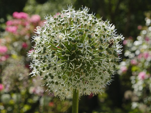 White ornamental leek