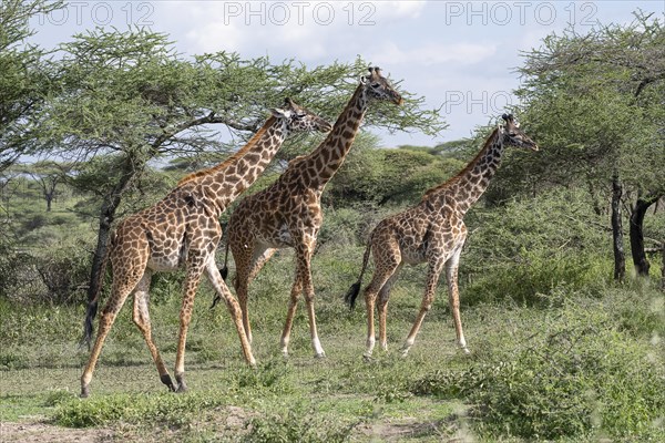 Masai giraffe