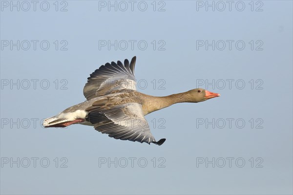 Greylag goose