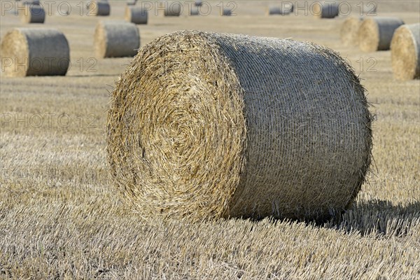 Grain field