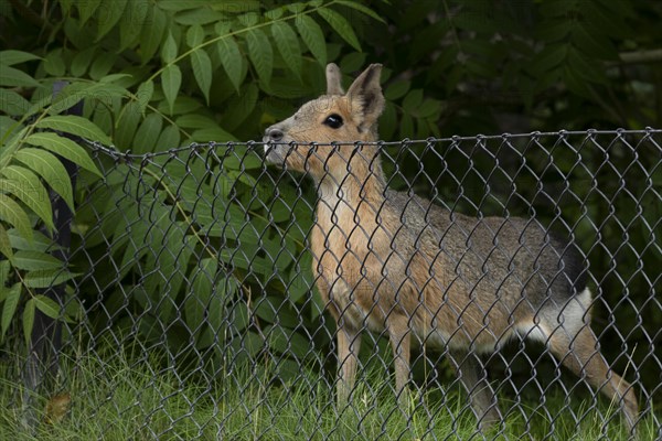 Patagonian mara