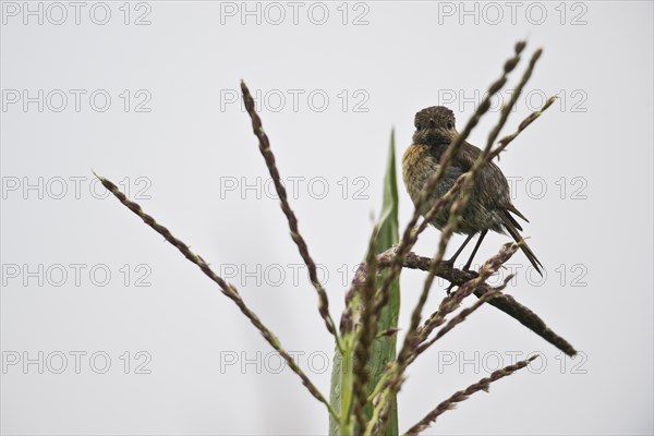 European stonechat