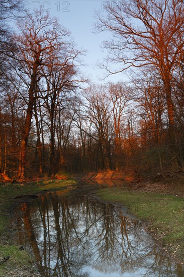 Summer floods in the alluvial forest