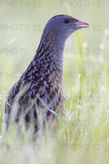 Corn crake