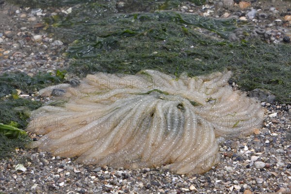 Washed-up spawning ball of the compass jellyfish