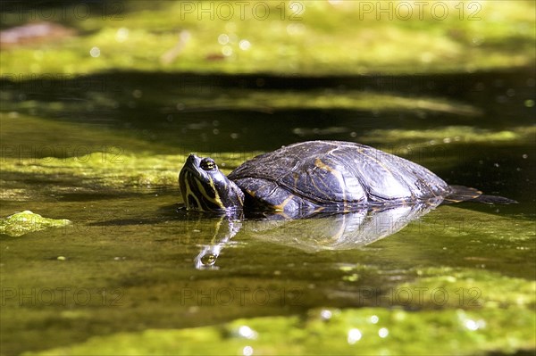 Ornate turtles