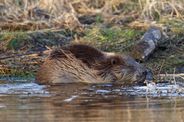 Beaver