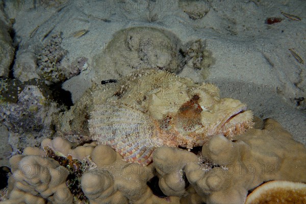 Tassled scorpionfish