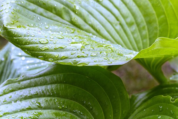 Large green leaves with drops of rain or dew. Beautiful