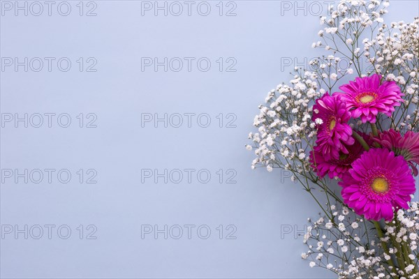 Baby s breath flowers pink gerbera flowers blue background