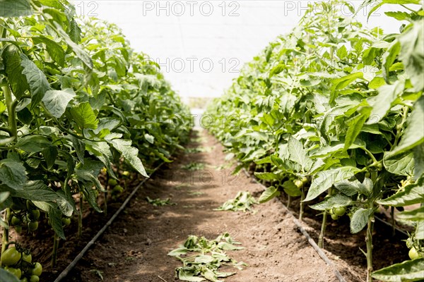 Cherry tomatoes greenhouse long view