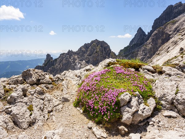 Moss campion