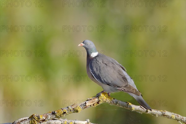 Common wood pigeon