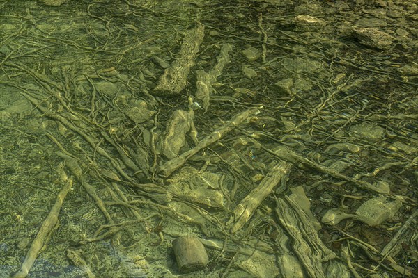 Deadwood in Lake Koenigssee