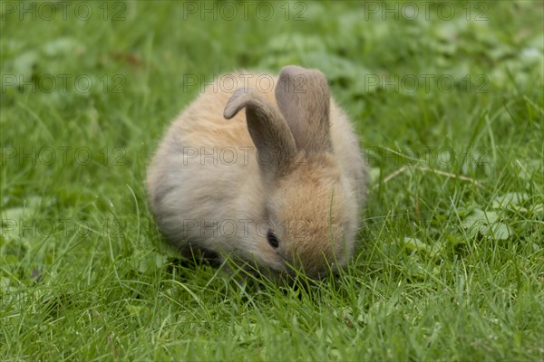 Dwarf rabbit