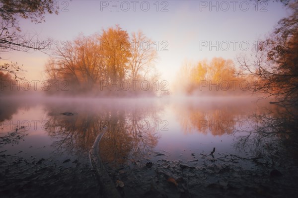 Reflection of autumn trees yellow and orange in the ground fog