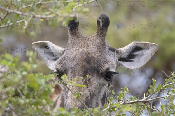 Masai giraffe