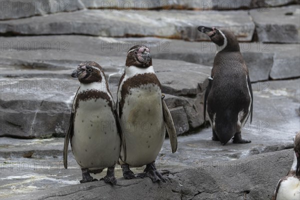 Humboldt penguin