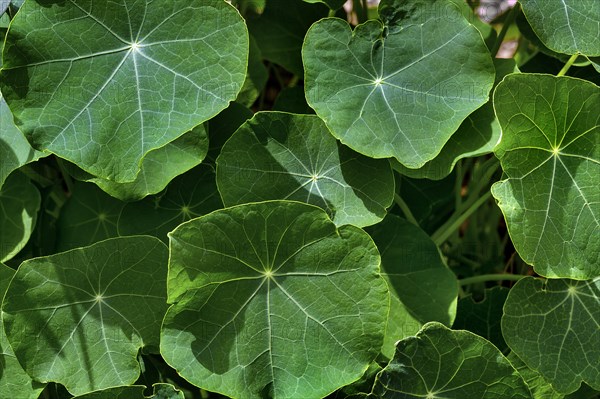 Leaves of the nasturtium
