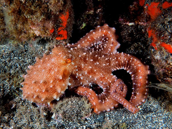 White spotted octopus