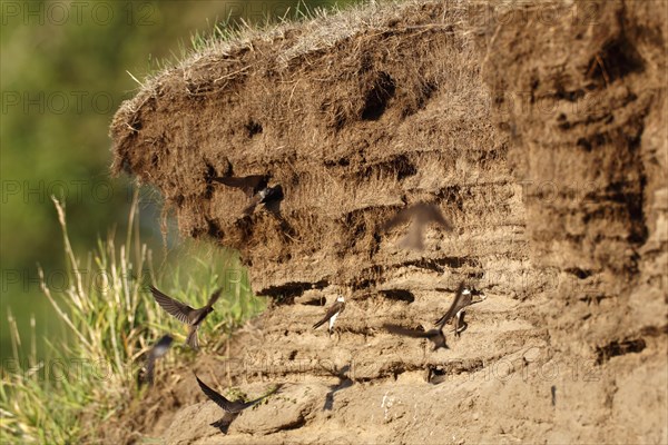 Sand martin