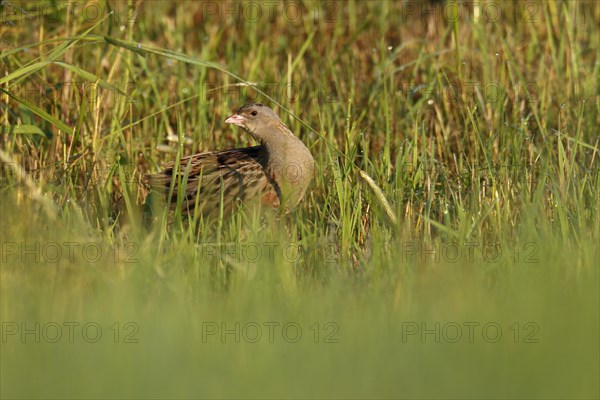 Corn crake