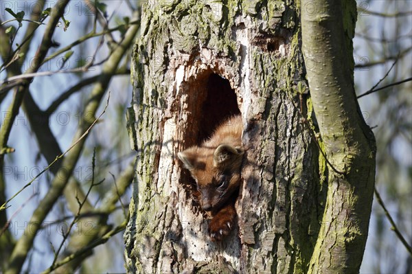 Pine marten