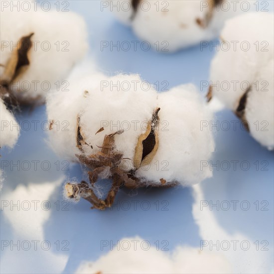 Arrangement cotton flowers blue background