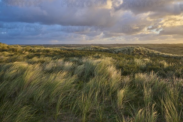 Sand dune