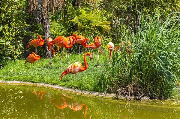 American flamingos