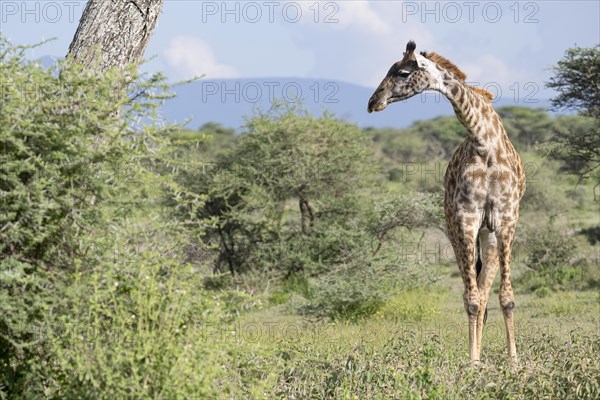 Masai giraffe