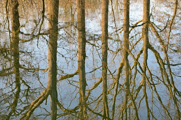 Reflection of deciduous trees on the water surface