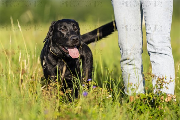 Woman and a Labrador dog on a meadow