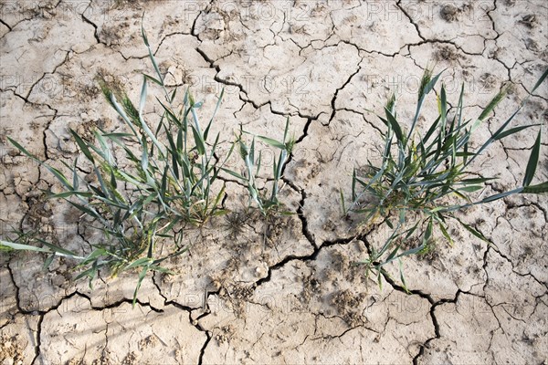 Soil of a wheat field with cracks and furrows after prolonged drought in Duesseldorf