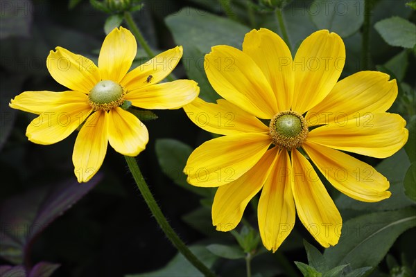 Rough coneflower variety Irish Eyes