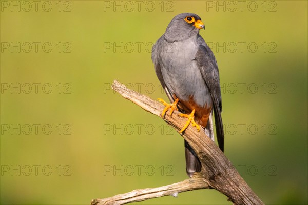 Red-footed Falcon