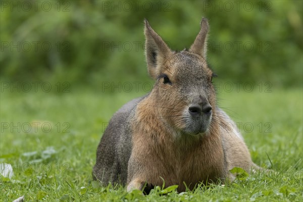 Patagonian mara