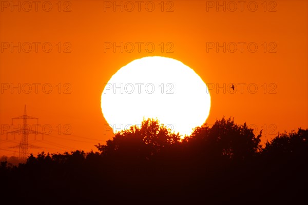 The sun rises next to some electricity pylons while a bird flies by