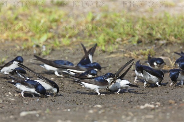 Common house martin