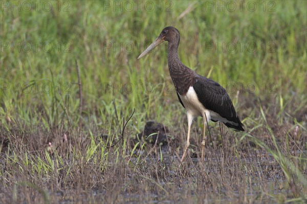 Black stork