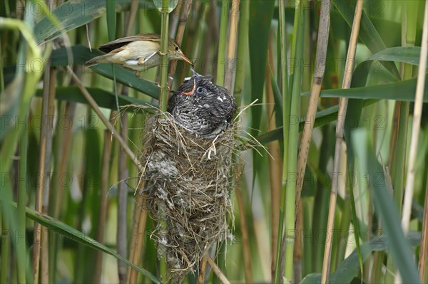 Common cuckoo