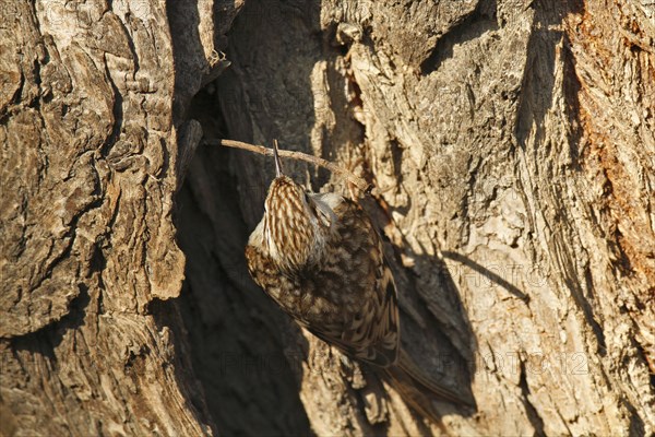 Eurasian treecreeper