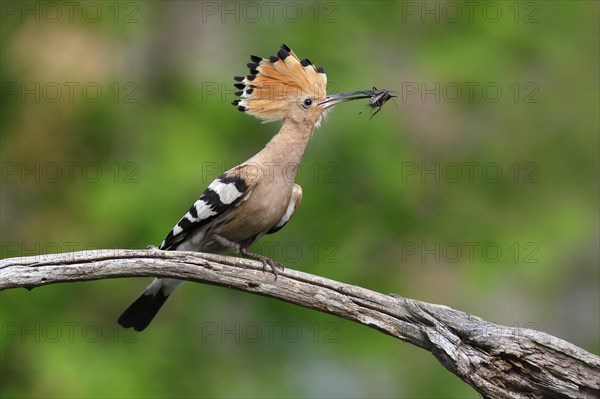 Hoopoe