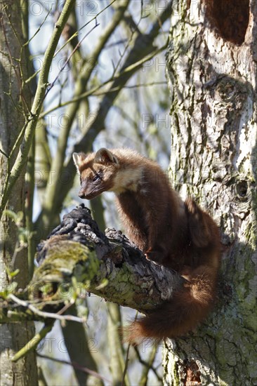 European pine marten