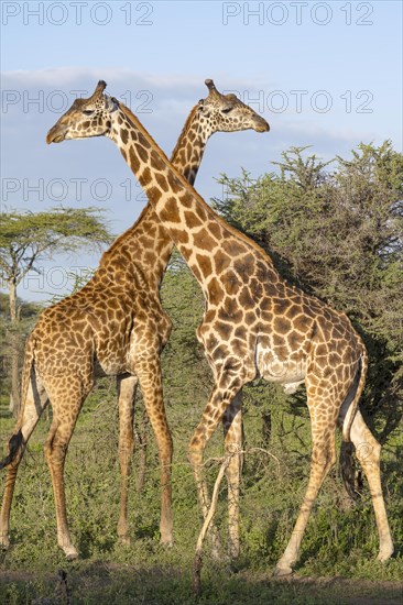 Masai giraffe