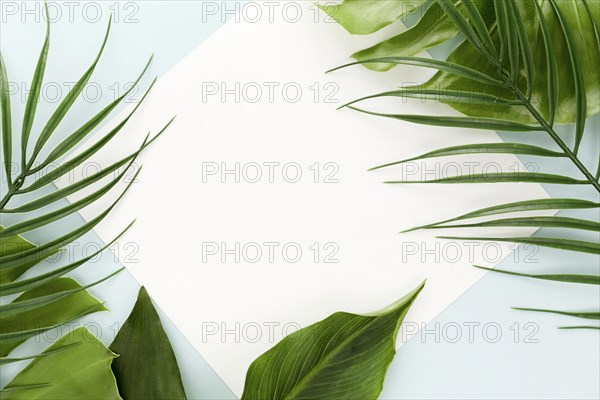 Top view assortment different leaves