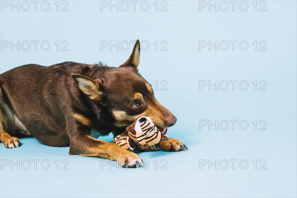 Dog with toy